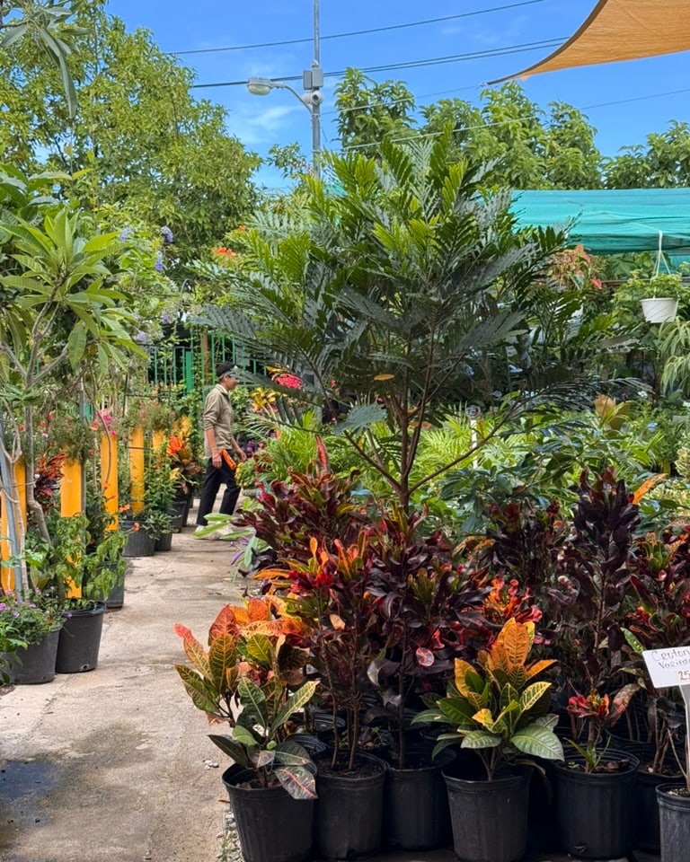 Pasillo del vivero con crotones de colores y árboles tropicales
